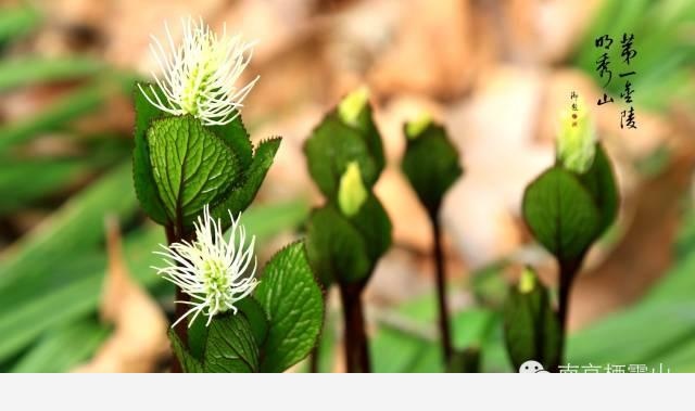 「棲霞山·植物百科」絲穗金粟蘭：春風十里，不如晶瑩剔透的你