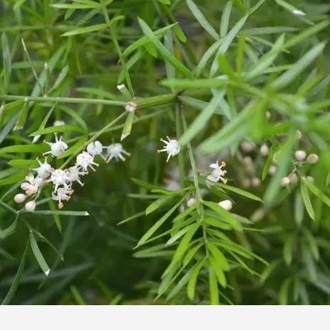 園林耐陰藥用植物大全，苗木套種必知！