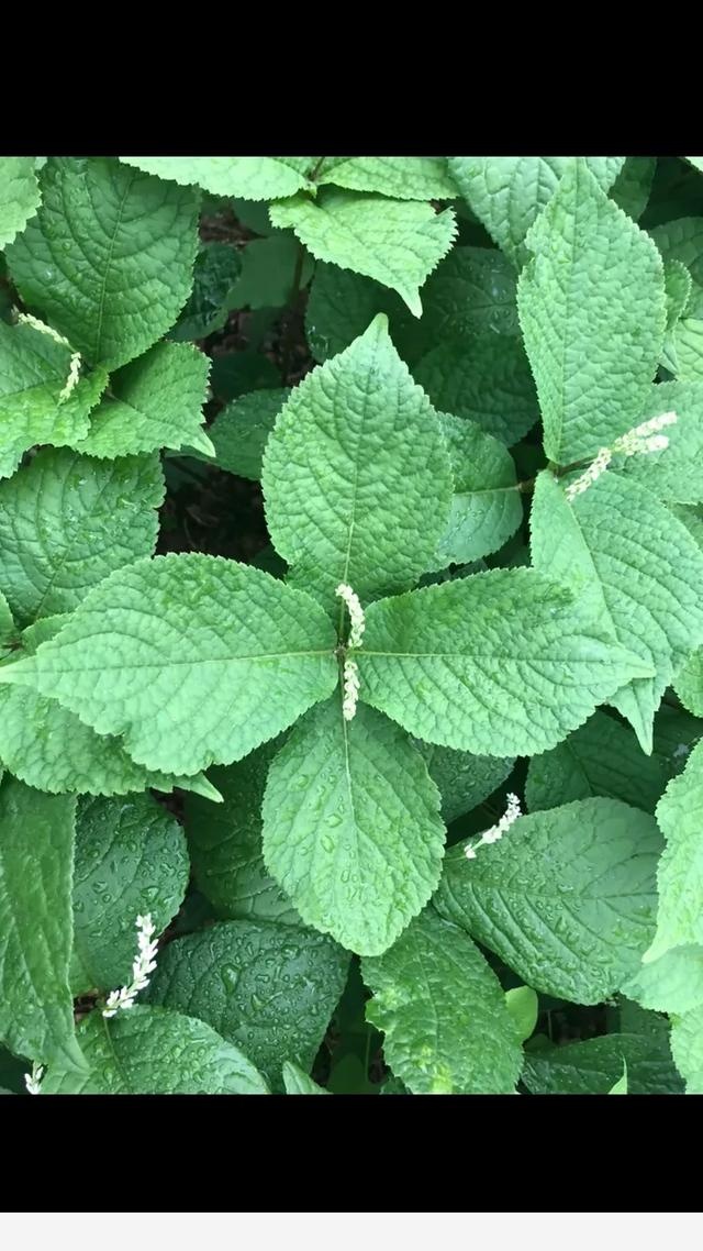 雖然喜歡中藥材和植物，但還是有認不到的，你認識嗎？