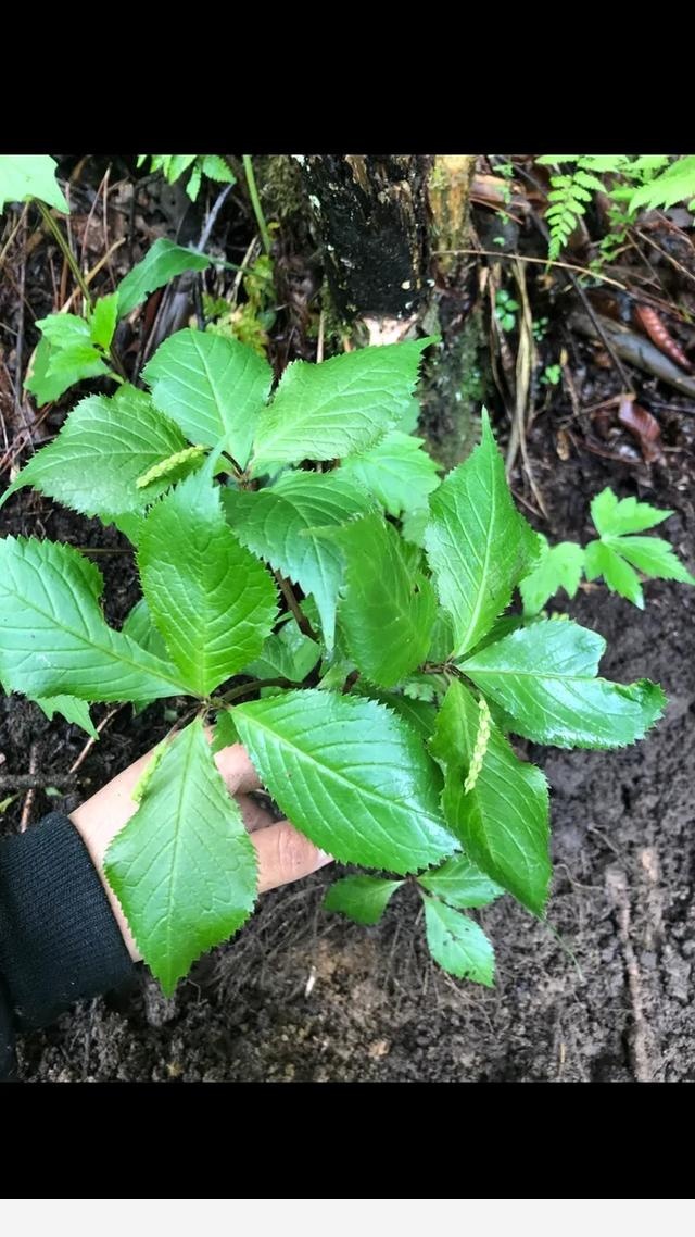 雖然喜歡中藥材和植物，但還是有認不到的，你認識嗎？