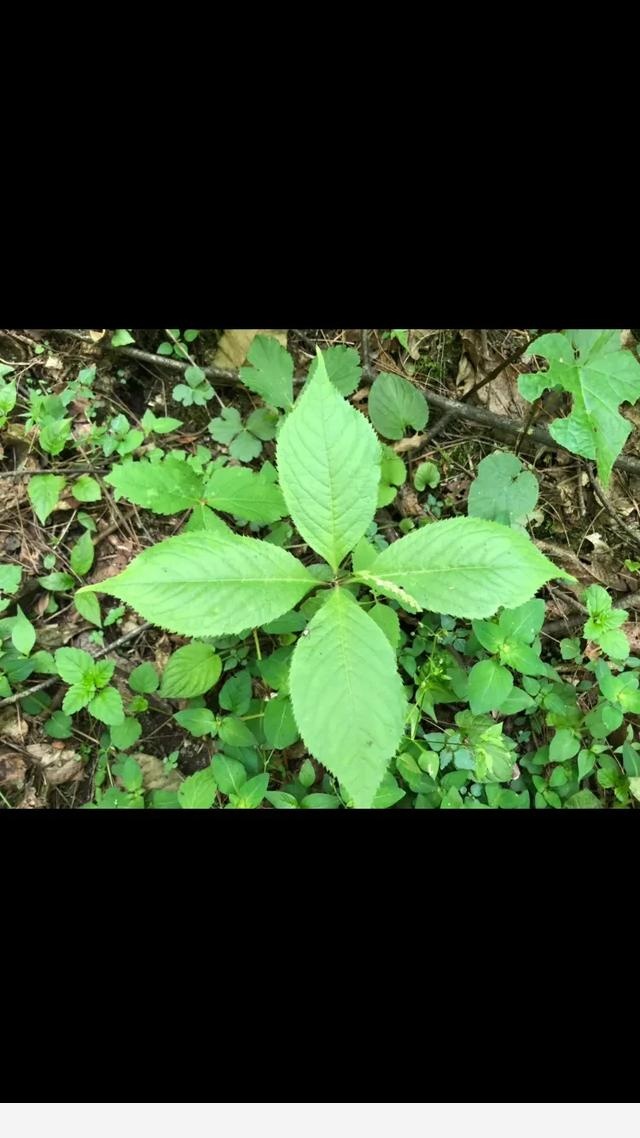 雖然喜歡中藥材和植物，但還是有認不到的，你認識嗎？