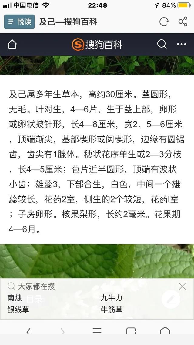 雖然喜歡中藥材和植物，但還是有認不到的，你認識嗎？