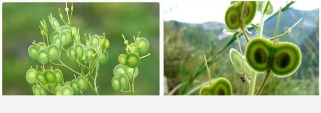 全球最奇特的植物，你可能1種都沒見過