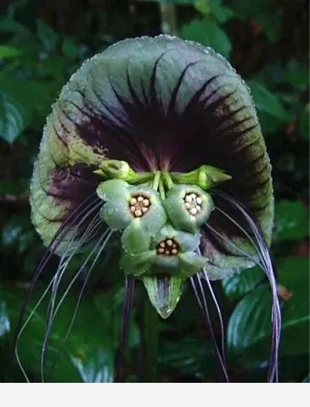 全球最奇特的植物，你可能1種都沒見過