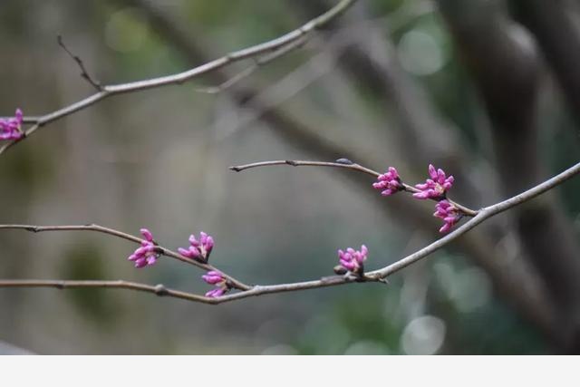 花朝節，踏春去，記錄杭州植物園的植物