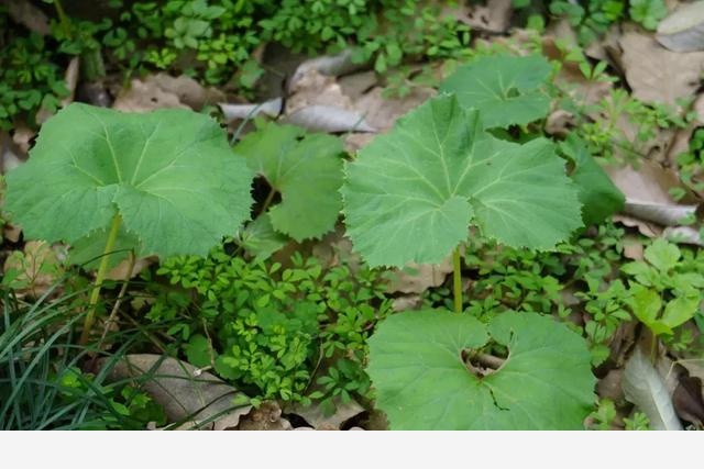 花朝節，踏春去，記錄杭州植物園的植物