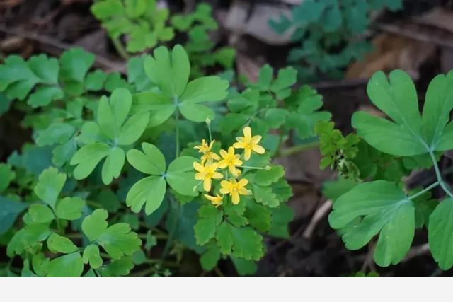 花朝節，踏春去，記錄杭州植物園的植物