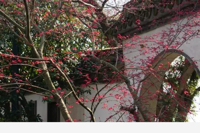 花朝節，踏春去，記錄杭州植物園的植物