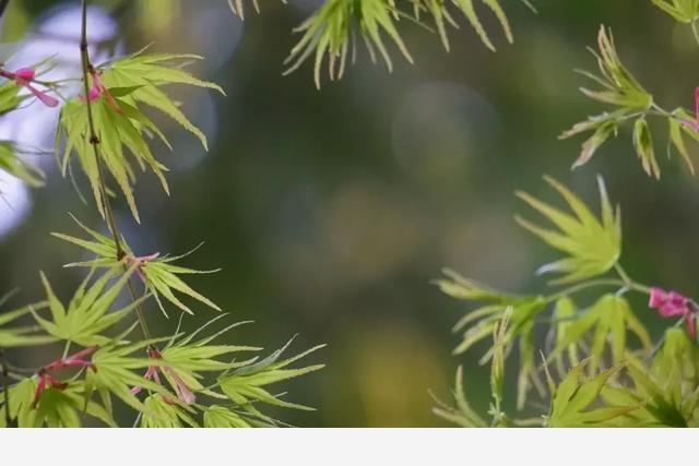 花朝節，踏春去，記錄杭州植物園的植物