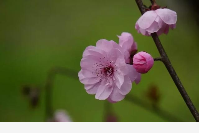 花朝節，踏春去，記錄杭州植物園的植物