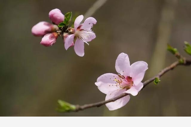 花朝節，踏春去，記錄杭州植物園的植物