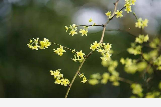 花朝節，踏春去，記錄杭州植物園的植物