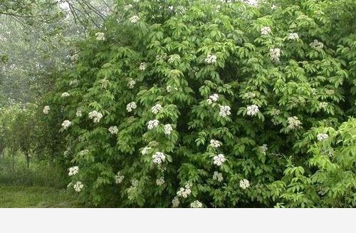 雙11必備：「接骨」類中藥和植物