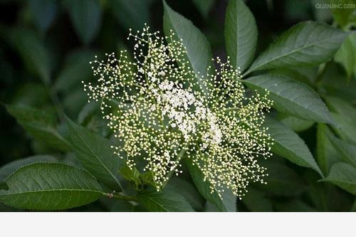 雙11必備：「接骨」類中藥和植物