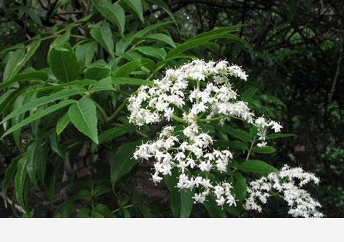 雙11必備：「接骨」類中藥和植物