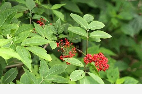 雙11必備：「接骨」類中藥和植物