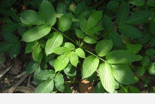 雙11必備：「接骨」類中藥和植物