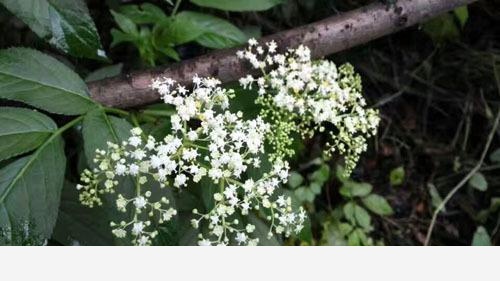 雙11必備：「接骨」類中藥和植物