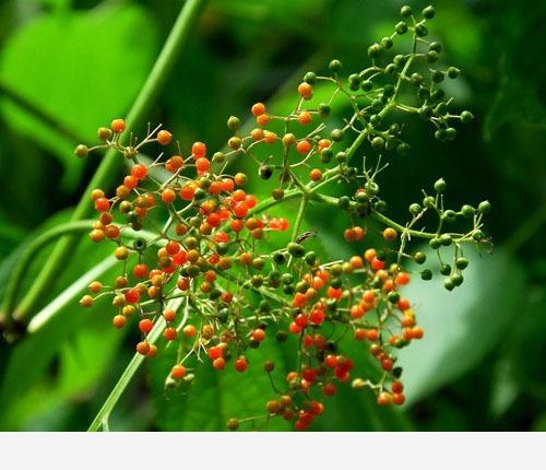 雙11必備：「接骨」類中藥和植物