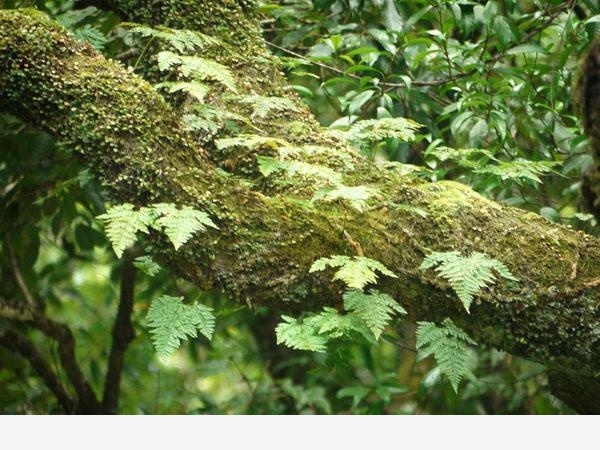 雙11必備：「接骨」類中藥和植物