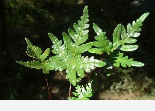 雙11必備：「接骨」類中藥和植物