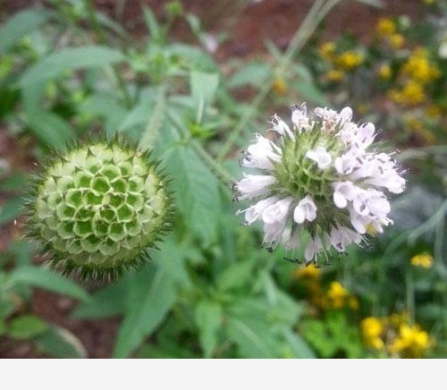 雙11必備：「接骨」類中藥和植物