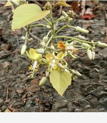 雙11必備：「接骨」類中藥和植物