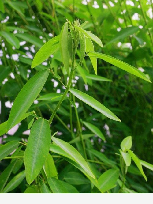 雙11必備：「接骨」類中藥和植物