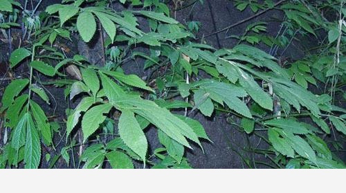 雙11必備：「接骨」類中藥和植物