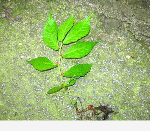 雙11必備：「接骨」類中藥和植物