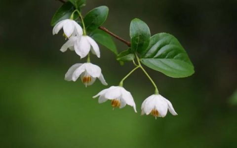 刷花圖鑑 | 杭州植物園20190413