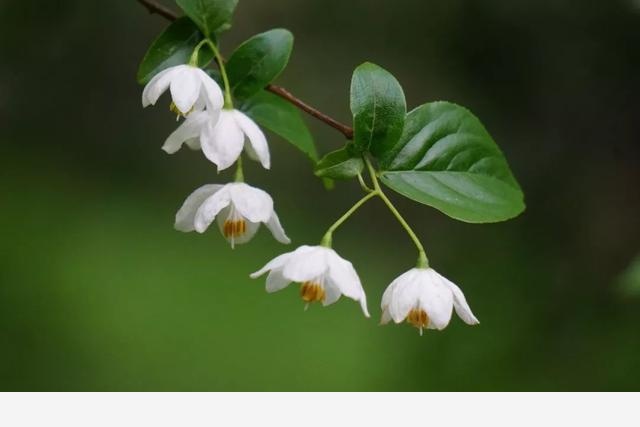 刷花圖鑑 | 杭州植物園20190413