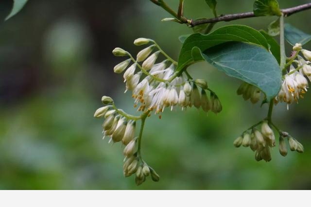 刷花圖鑑 | 杭州植物園20190413