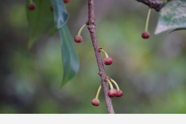 刷花圖鑑 | 杭州植物園20190413