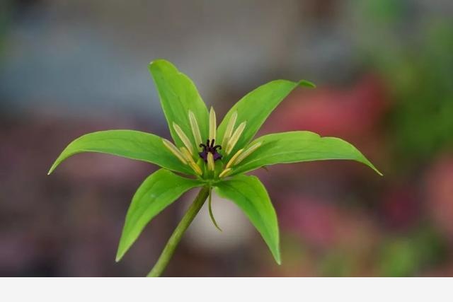 刷花圖鑑 | 杭州植物園20190413