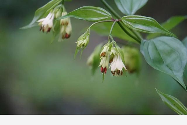 刷花圖鑑 | 杭州植物園20190413