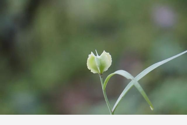 刷花圖鑑 | 杭州植物園20190413