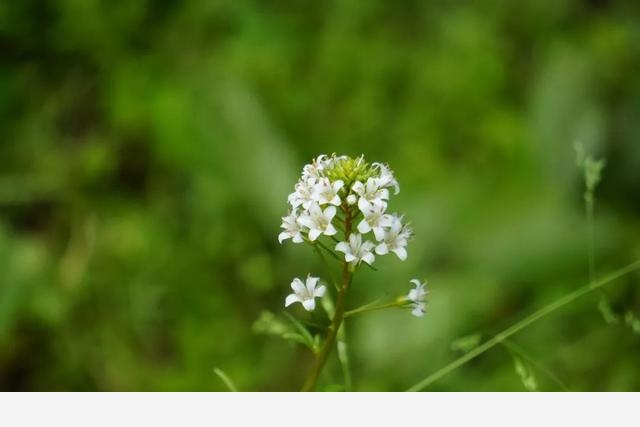 刷花圖鑑 | 杭州植物園20190413