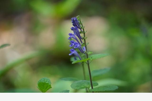 刷花圖鑑 | 杭州植物園20190413