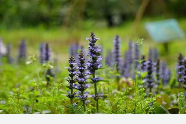 刷花圖鑑 | 杭州植物園20190413