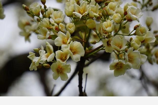 刷花圖鑑 | 杭州植物園20190413