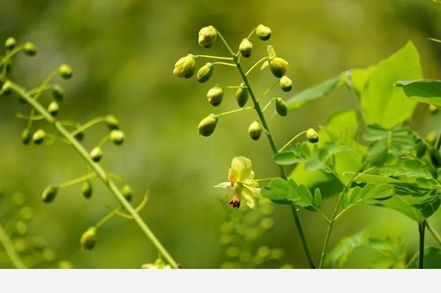 刷花圖鑑 | 杭州植物園20190413