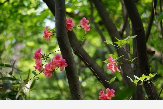 刷花圖鑑 | 杭州植物園20190413