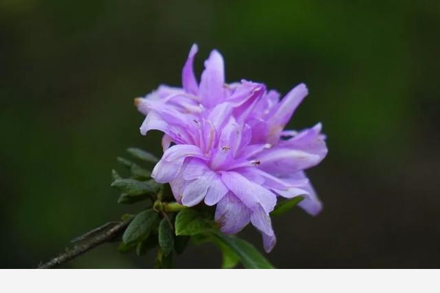 刷花圖鑑 | 杭州植物園20190413