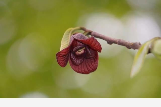 刷花圖鑑 | 杭州植物園20190413