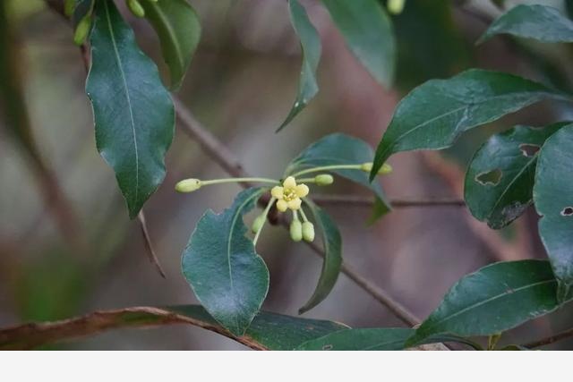 刷花圖鑑 | 杭州植物園20190413