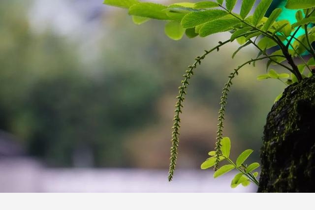 刷花圖鑑 | 杭州植物園20190413