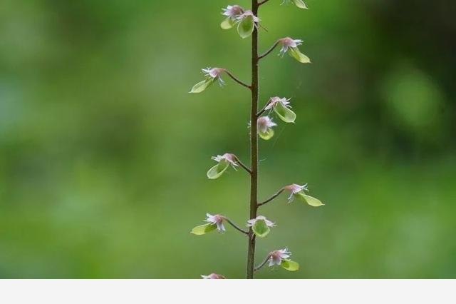 刷花圖鑑 | 杭州植物園20190413