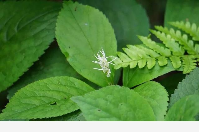 刷花圖鑑 | 杭州植物園20190413