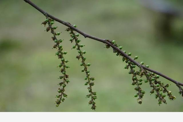 刷花圖鑑 | 杭州植物園20190413